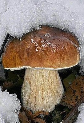 FUNGHI